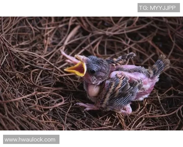 重庆排球队节奏对比分析揭示战术变化与球队表现的深层关系